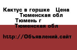 Кактус в горшке › Цена ­ 50 - Тюменская обл., Тюмень г.  »    . Тюменская обл.